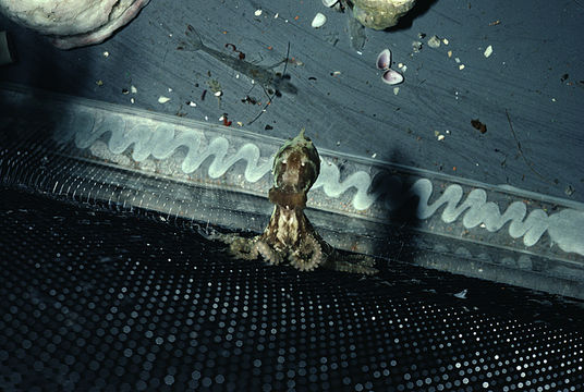 Image of California two-spot octopus