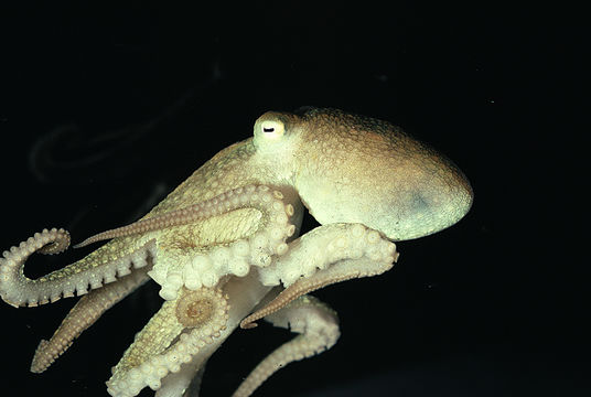 Image of California two-spot octopus