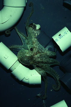 Image of California two-spot octopus