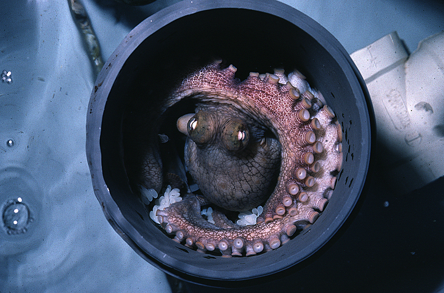 Image of California two-spot octopus