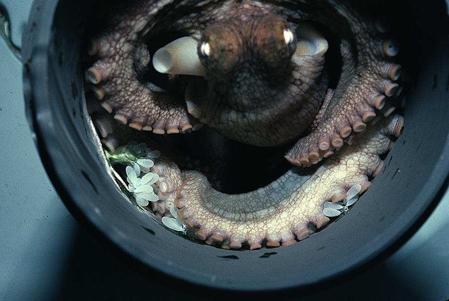 Image of California two-spot octopus