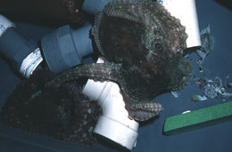 Image of California two-spot octopus