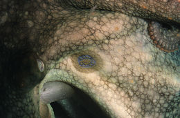 Image of California two-spot octopus