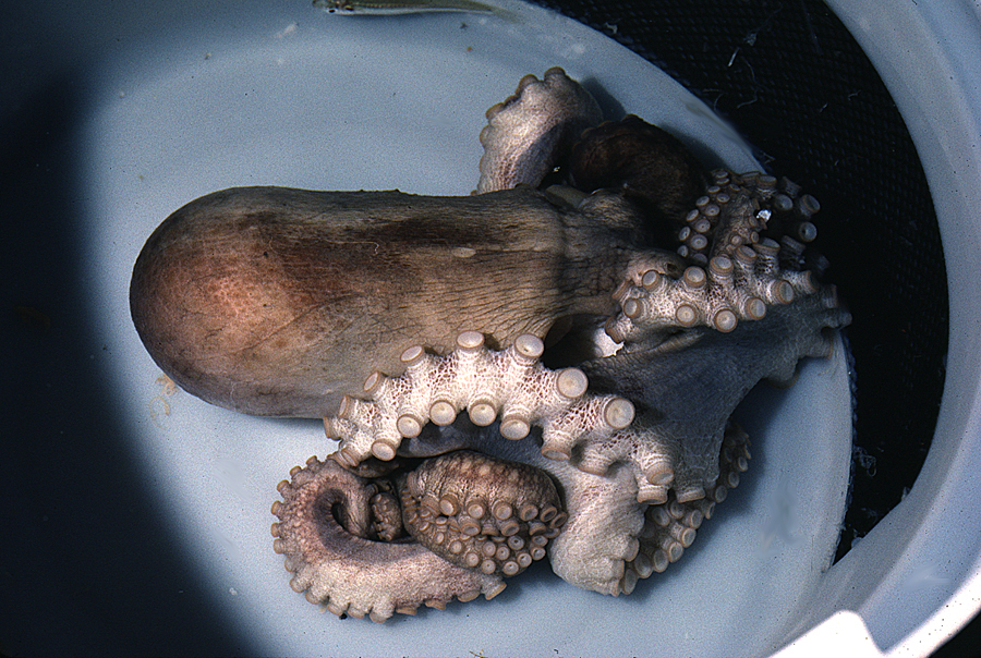 Imagem de Octopus bimaculoides Pickford & McConnaughey 1949