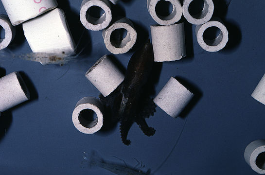 Image of California two-spot octopus