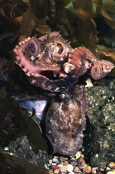 Image of California two-spot octopus