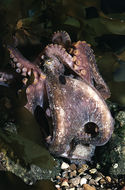 Image of California two-spot octopus