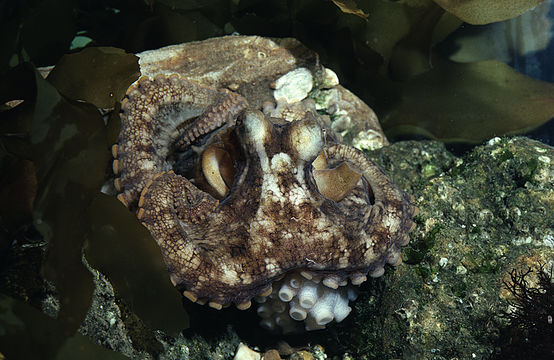 Image of California two-spot octopus