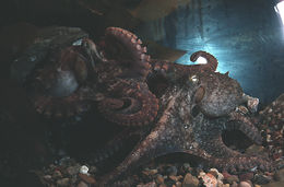 Image of California two-spot octopus