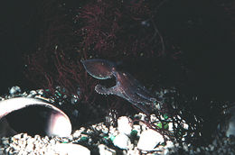 Image of California two-spot octopus