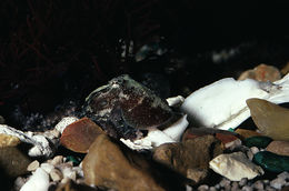 Image of California two-spot octopus