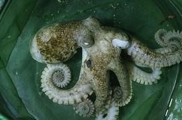 Image of California two-spot octopus