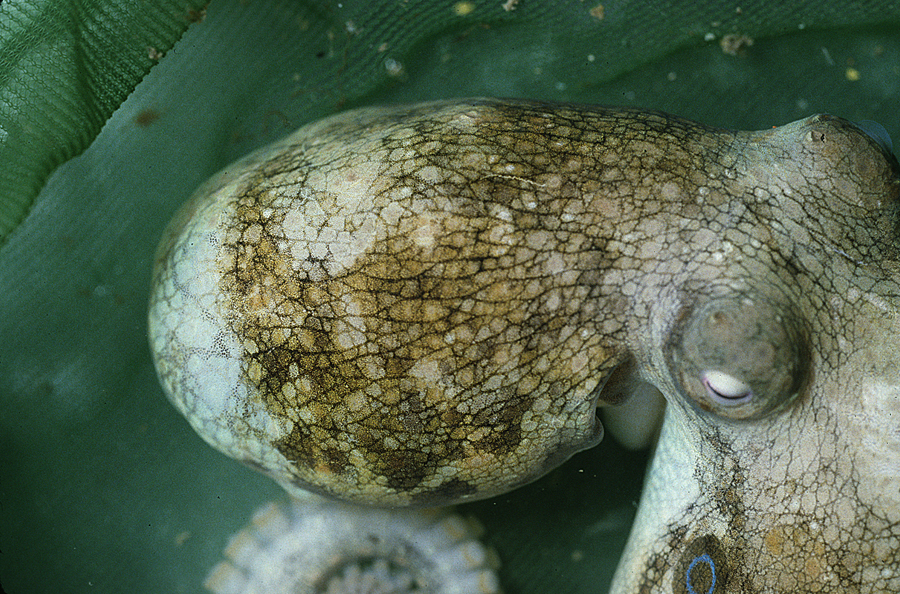 Image of California two-spot octopus