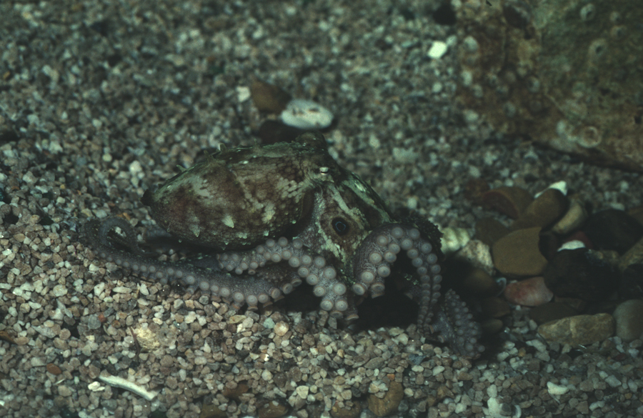 Image of California two-spot octopus