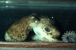 Image of California two-spot octopus