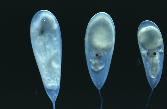 Image of California two-spot octopus