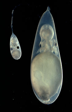 Image of California two-spot octopus