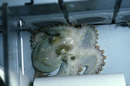 Image of California two-spot octopus