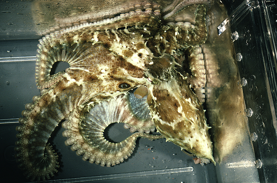 Image of California two-spot octopus