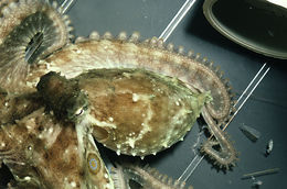 Image of California two-spot octopus