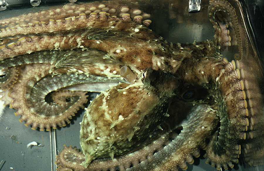 Image of California two-spot octopus