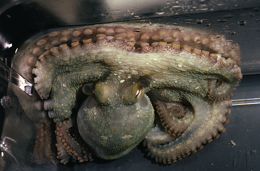 Image of California two-spot octopus