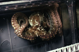 Image of California two-spot octopus