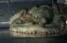 Image of California two-spot octopus