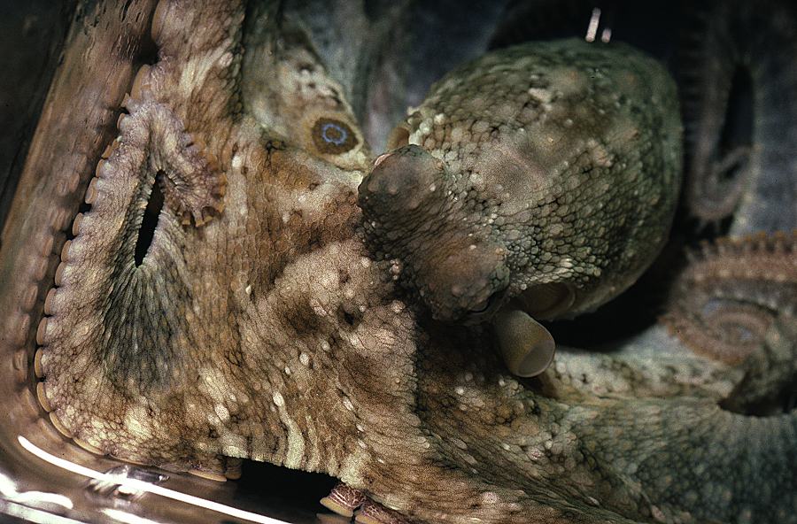 Image of California two-spot octopus