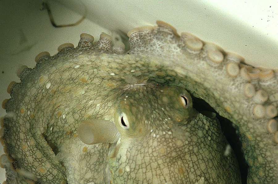 Image of California two-spot octopus