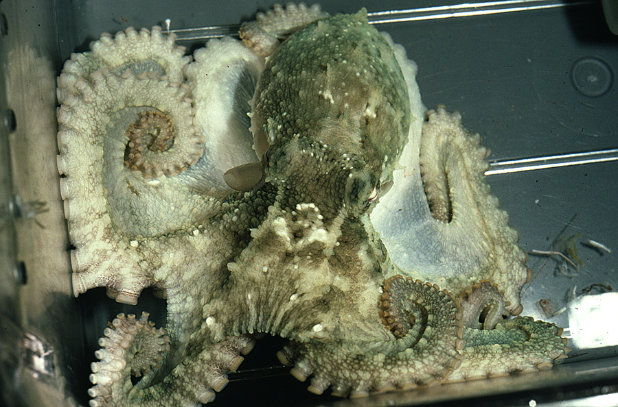 Image of California two-spot octopus