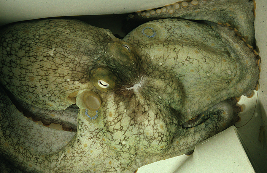 Image of California two-spot octopus