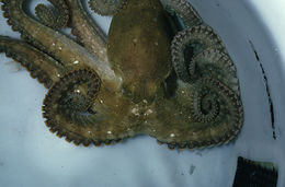 Image of California two-spot octopus