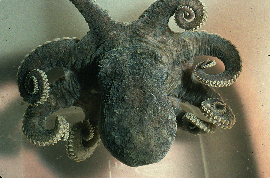 Image of California two-spot octopus