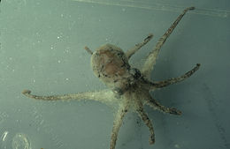 Image of California two-spot octopus