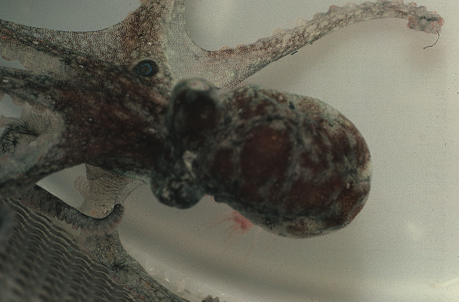 Image of California two-spot octopus