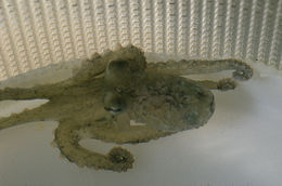 Image of California two-spot octopus