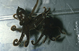 Image of California two-spot octopus