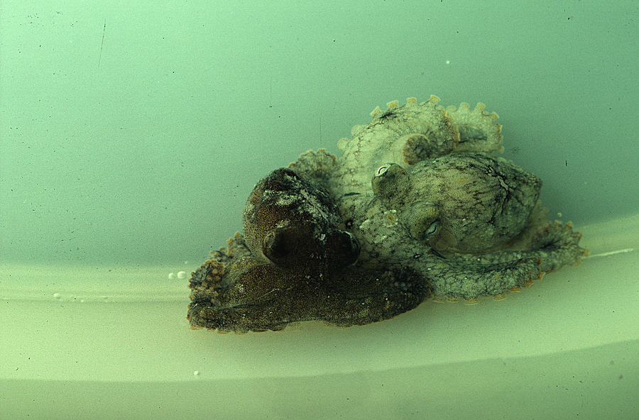 Image of California two-spot octopus