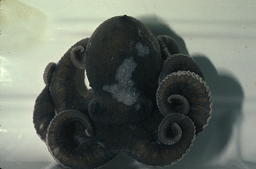 Image of California two-spot octopus