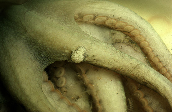 Image of California two-spot octopus