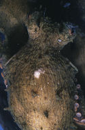 Image of California two-spot octopus