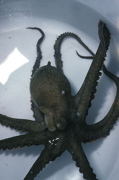 Image of California two-spot octopus