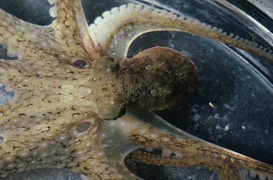 Image of California two-spot octopus