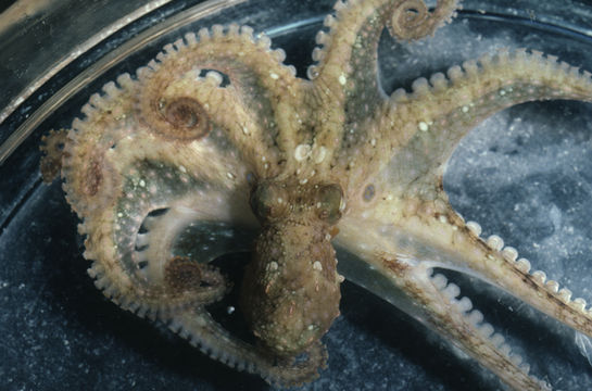 Image of California two-spot octopus