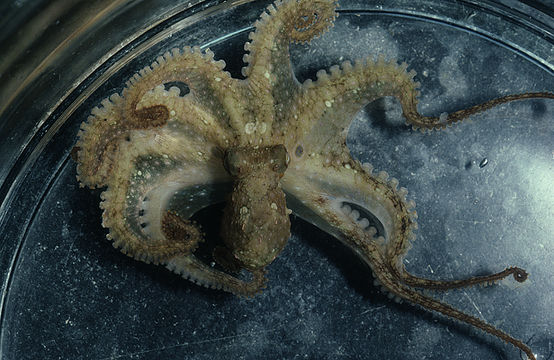 Image of California two-spot octopus