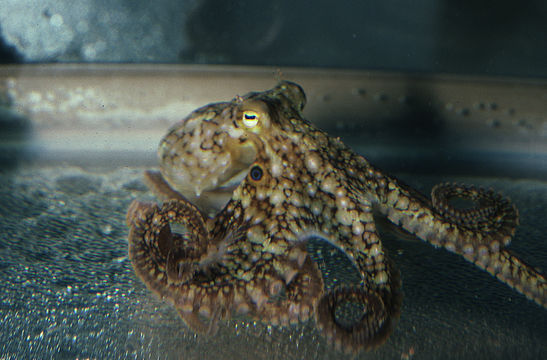 Image of California two-spot octopus