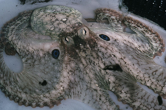 Image of California two-spot octopus