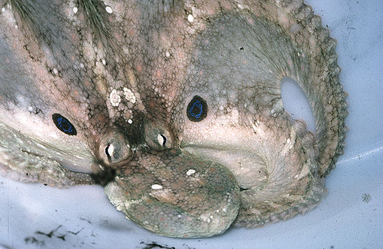 Image of California two-spot octopus