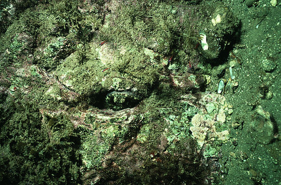 Image of California two-spot octopus